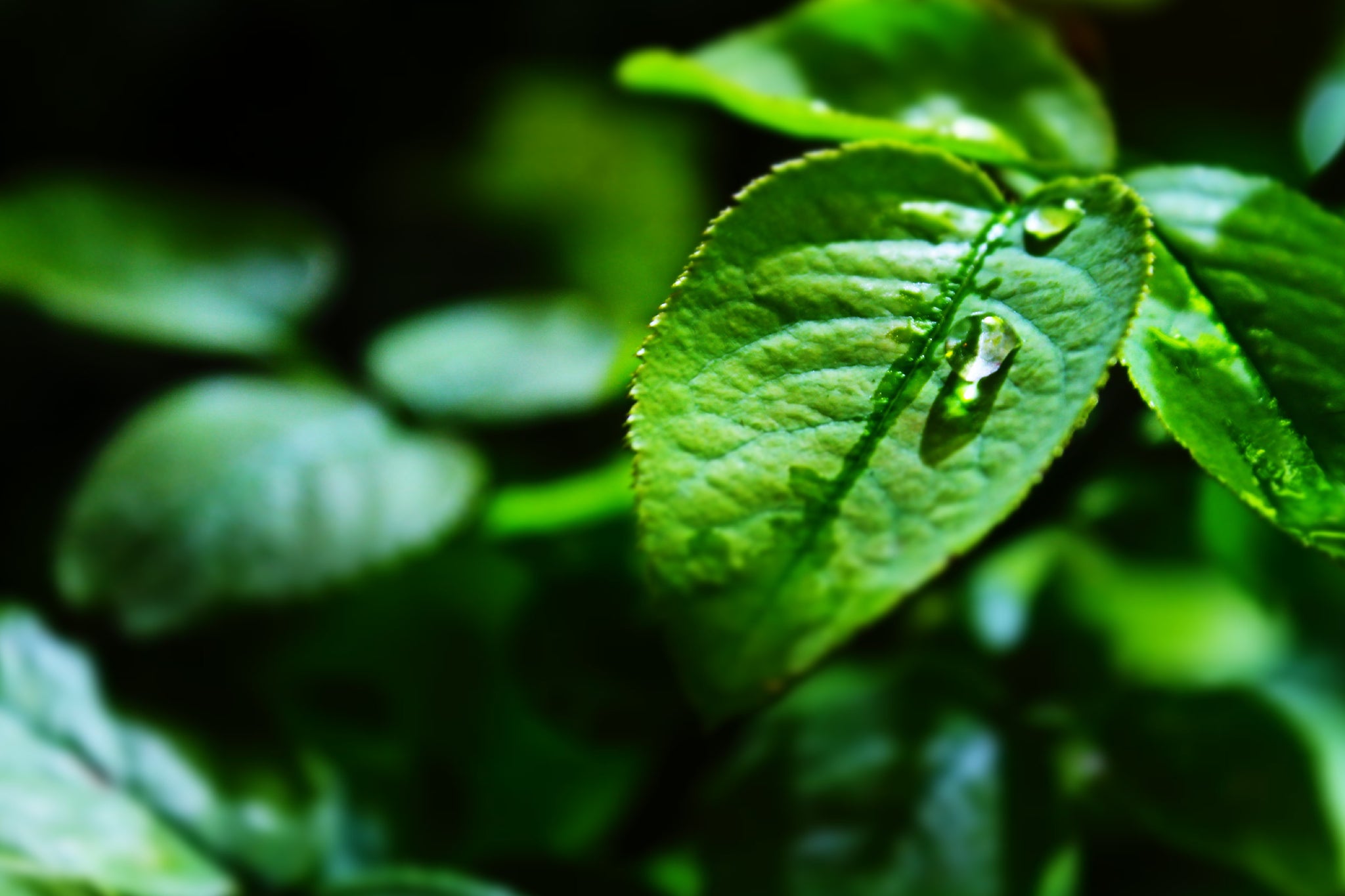 Learn more about Alpha-GPC effectiveness, usage and interactions. Alpha-GPC is a highly bioavailable compound with strong cognitive-promoting and ergogenic properties